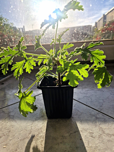 Pelargonium lemon geranium - pelargonium,
