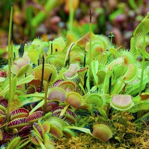 Venus fly trap carnivorous - trap,