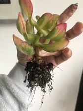 Crassula Arborescens Return of