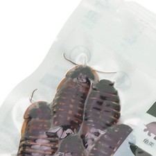 Dubia Roaches Food Nutritious