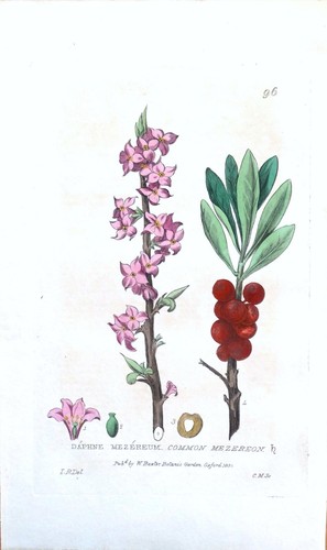 Antique botanical print - antique,