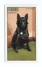 SCHIPPERKE GALLAHER 1936 DOGS A SERIES  DOG CIGARETTE CARD #24