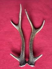 PAIR OF SIKA DEER ANTLERS