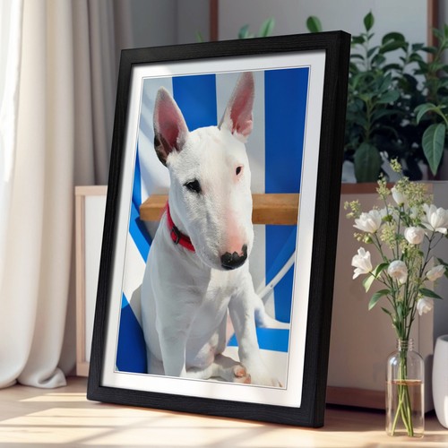 English bull terrier - bull, framed