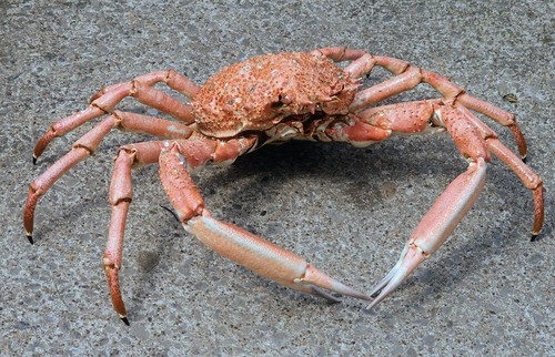 Large european spider crab - --large,