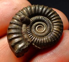 Large Crucilobiceras pyrite ammonite fossil (27 mm)