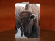 Cow bison with unusual horns -