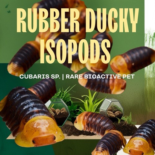 Rubber ducky isopods - 10,