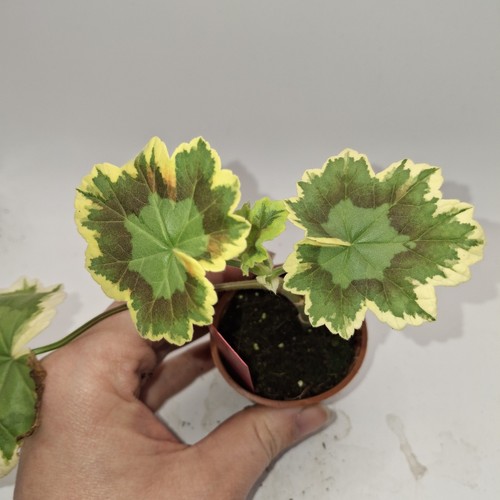 Pelargonium mrs pollock plant - pelargonium,