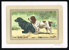 Cocker Spaniel – Antique Dog