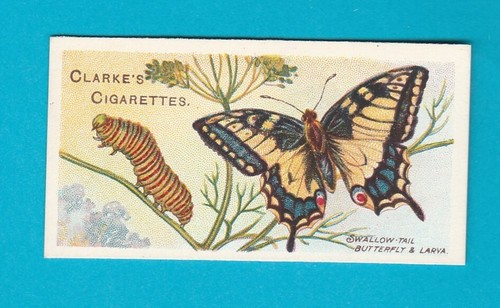 Butterflies moths card no - moths,