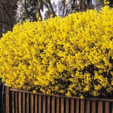 2x Forsythia intermedia