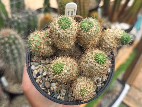 Rebutia deminuta bolivian - rebutia,