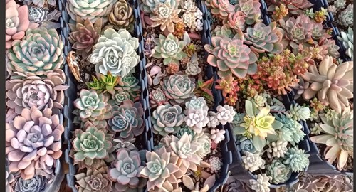 10x named unrooted succulent - named,
