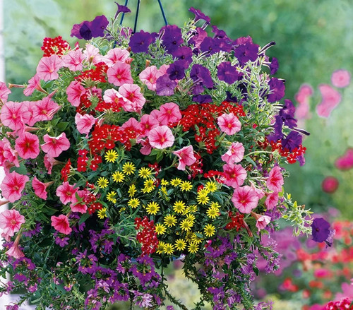 Mixed summer hanging baskets - mixed,