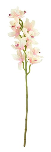 Tintagel cymbidium orchid - cymbidium,