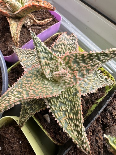 Aloe hybrid plant - aloe,
