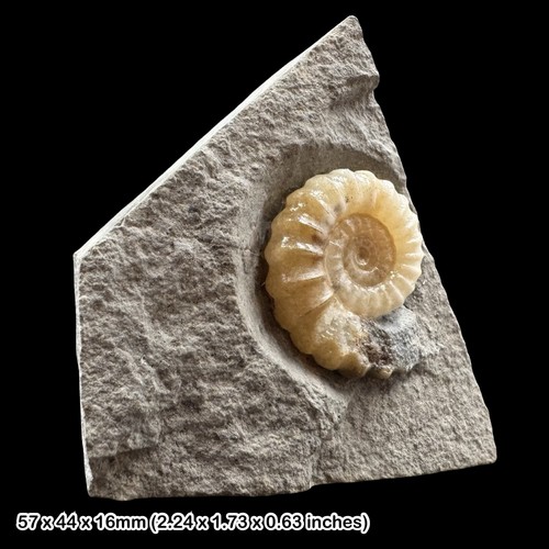 Promicroceras calcite ammonite - calcite,