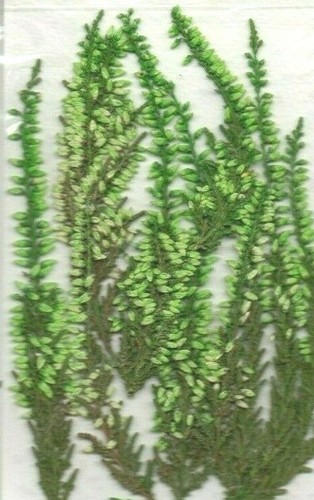 Sprigs of spiky green - spiky,