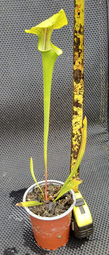 Sarracenia oreophila sand - x,