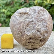 Micraster leskei Fossil