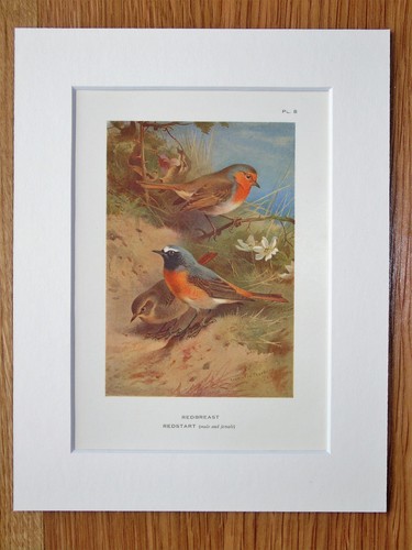 Archibald thorburn robin - thorburn,
