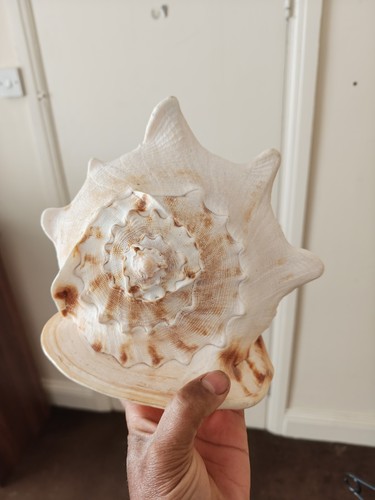 Large giant queen conch sea - queen,