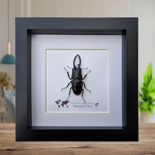 Framed stag beetle taxidermy