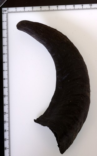Beautiful goat horn - beautiful,