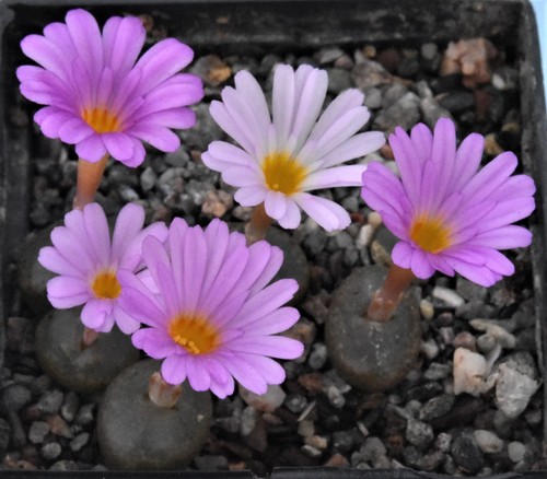 Conophytum lithopsoides - , cr