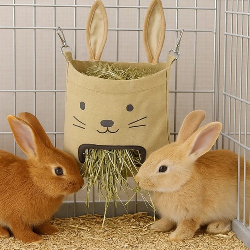 Guinea pig feeder - feeder, forage