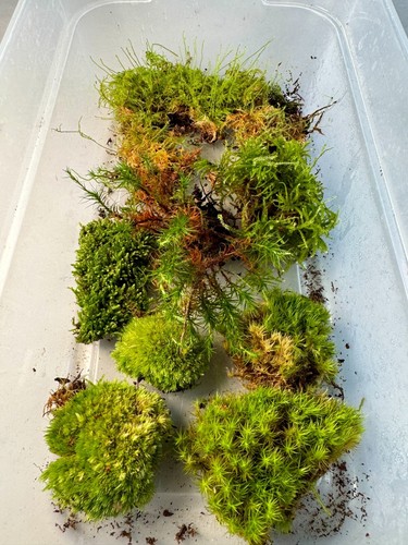 Live moss bundle natural - moss, |