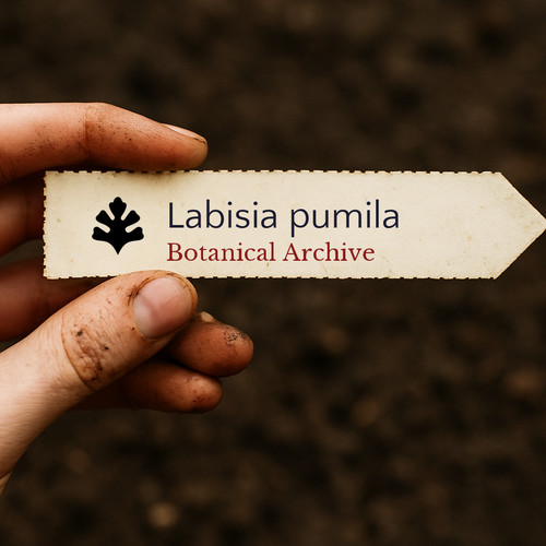 Labisia pumila seeds - pumila,