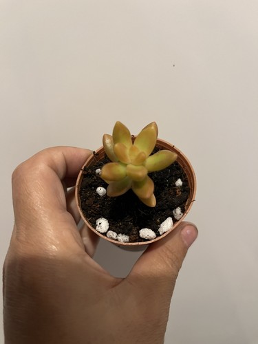 Sedum adolphii firestorm - sedum,