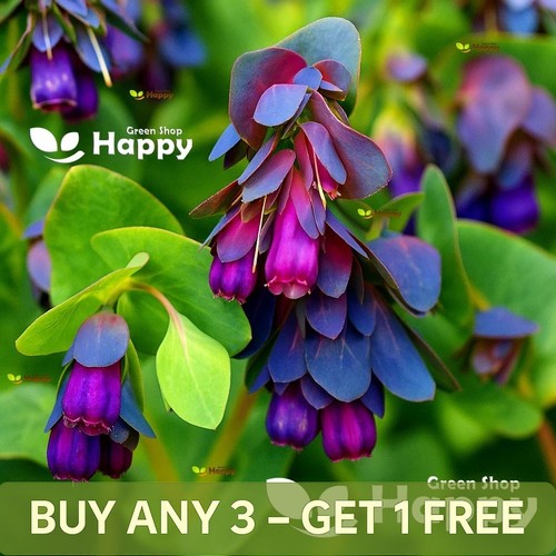 Honeywort seeds - 30,