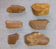Fossil bones pieces - fossil, pieces,