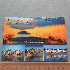Vintage Postcard En Camargue