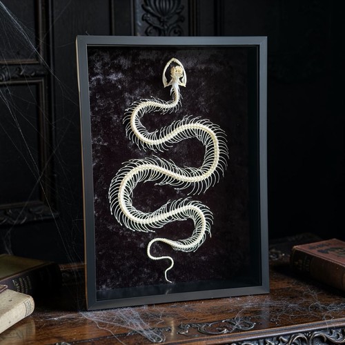 Real white lipped pit viper - real,