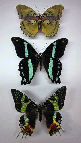 Real butterfly collection 3 - x,