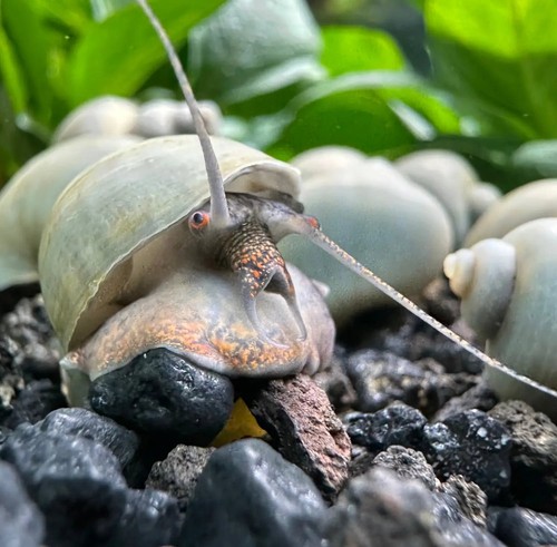 Blue mystery snails - blue,