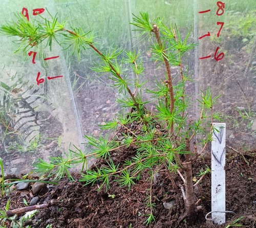Live larch tree - vv,