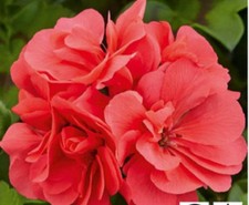 6 Trailing Geranium Ivy Leaf