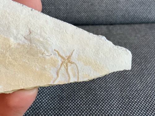 Fossil brittlestar - fossil,