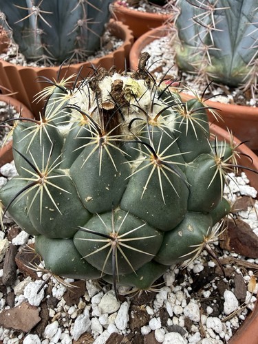 Potted green cactus - , with