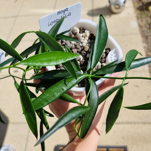 Hoya longifolia whole plant - hoya,