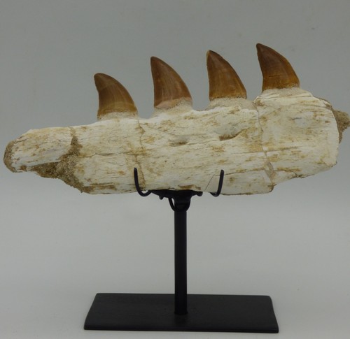 Fossil mosasaur teeth - teeth, in