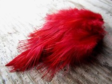 IFS Bleached Golden Pheasant