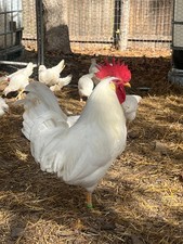 White Leghorn Chicken Hatching