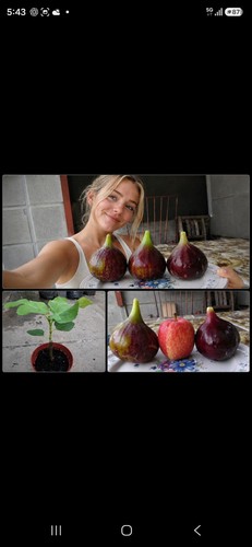 Largest fig plant - largest,