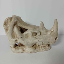 Betta Rhino Skull